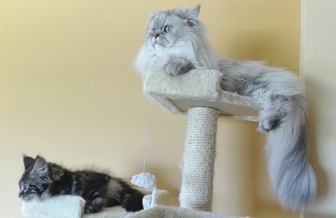 scratching post cats