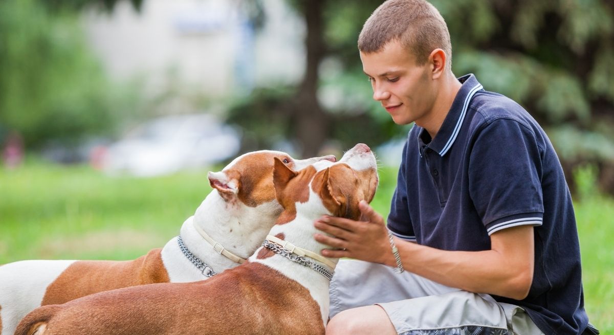 A young person wearing a dark blue polo shirt and light shorts is petting two pit bull dogs in a grassy park area.