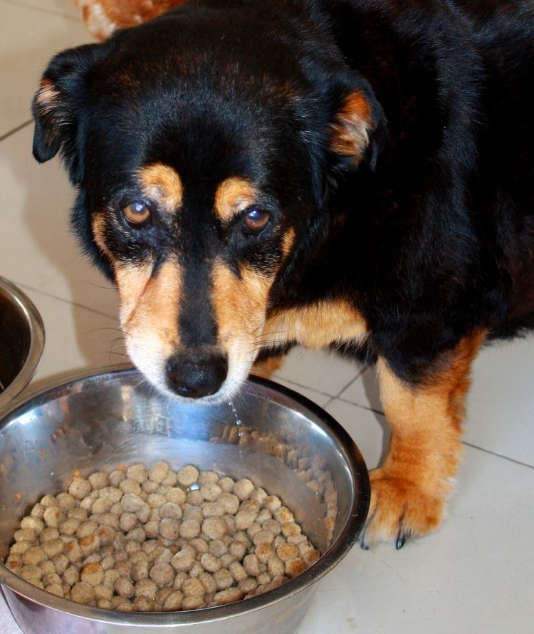 A black and tan dog looks down at a bowl of kibble while a brown hen stands behind it.