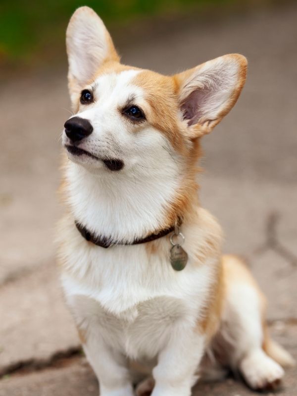 A Pembroke Welsh Corgi puppy with tan and white fur sits on a paved surface next to a colorful toy ball.