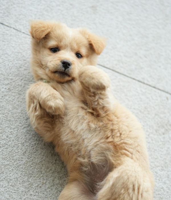 A fluffy golden puppy lies on its back with its paws in the air, looking up at the camera.