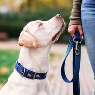 A white dog wearing a blue collar looks up attentively at a person holding a blue leash.