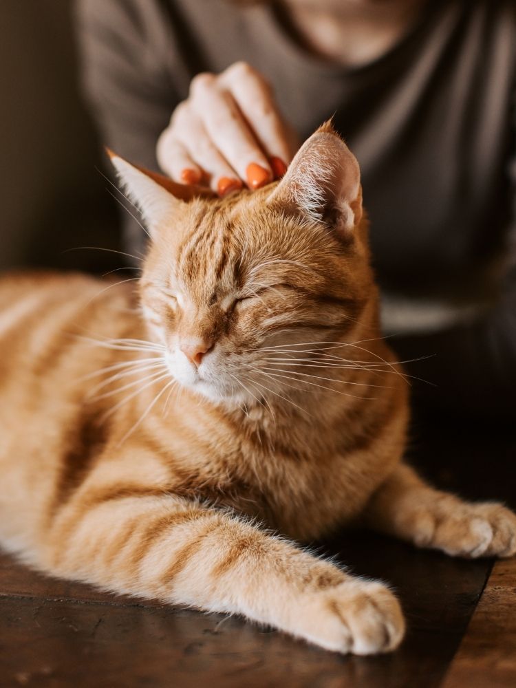 A hand with orange nail polish gently pets an orange tabby cat with its eyes closed.