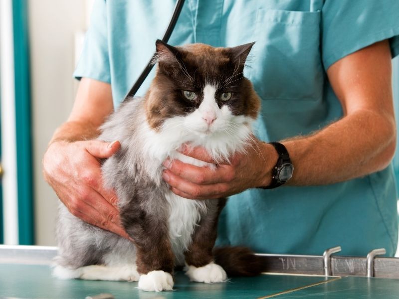 A fluffy brown and white cat sits on a veterinary examination table while being held by a person wearing a teal scrub top and a stethoscope around their neck.