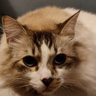 Cat resting calmly in a veterinary setting
