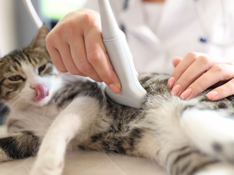 A veterinarian performs an ultrasound on a tabby cat lying on its side.