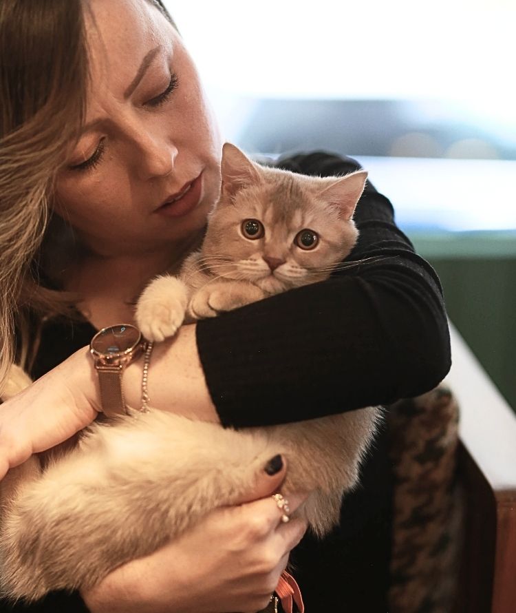 A person is holding a cream-colored kitten. The kitten has large, round eyes and is looking directly at the camera. The person is wearing a black top and a rose gold watch.