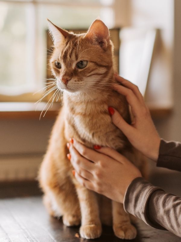 An orange tabby cat sits on a dark wooden surface while being petted by hands with red nail polish.