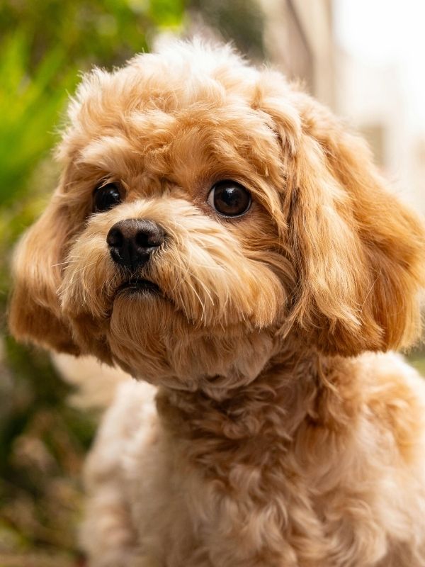 A close-up portrait of a light brown poodle mix dog with dark eyes and a fluffy coat, looking slightly to the left. Green foliage is visible in the blurred background.