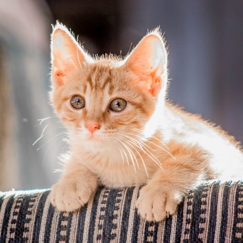 A ginger tabby kitten with bright eyes rests on a striped sofa, bathed in soft sunlight.