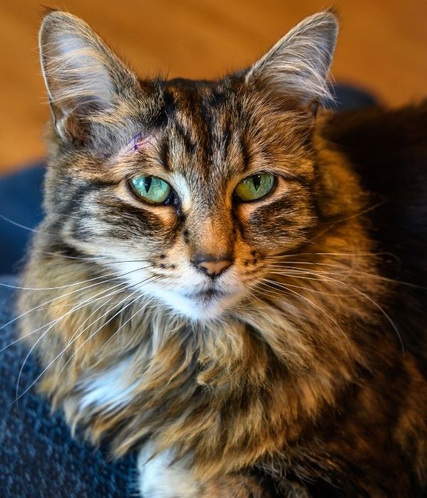 A close-up of a tabby cat with green eyes and a small wound on its forehead, resting on a dark blue textured surface.