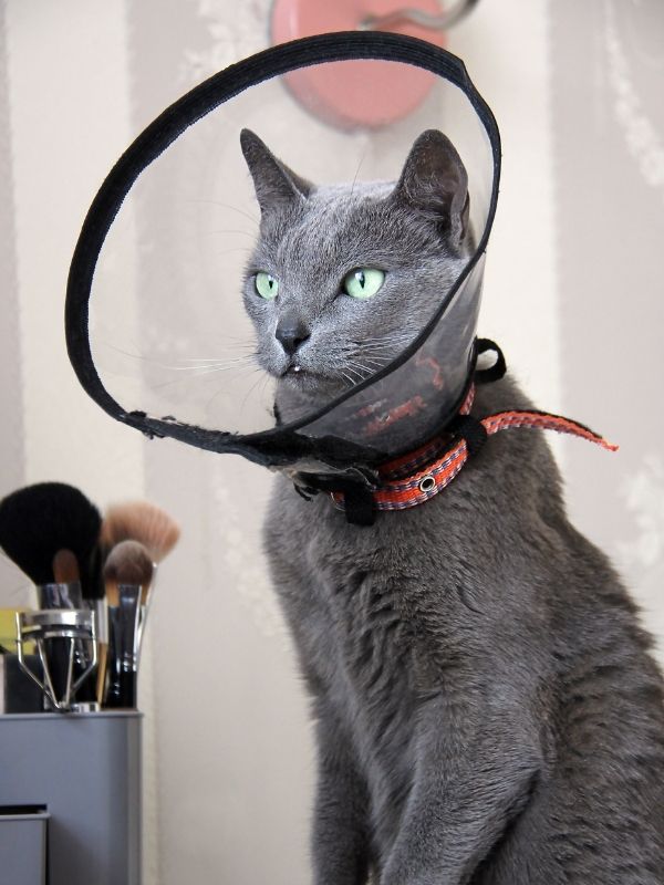 A gray cat with green eyes wears a clear cone and an orange and black collar. Makeup brushes and an eyelash curler are visible on a dresser in the background.