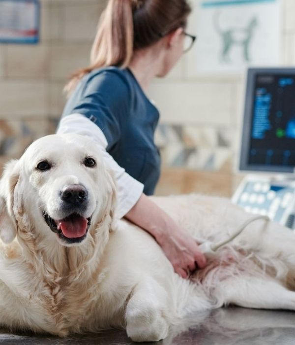 A retriever lies on an examination table while a veterinarian performs an ultrasound on its abdomen. The dog looks directly at the camera with its mouth open and tongue out.