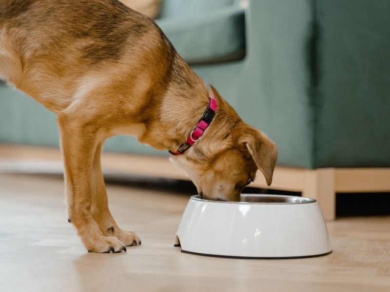 A dog wearing a pink collar eats from a white bowl on a wooden floor.