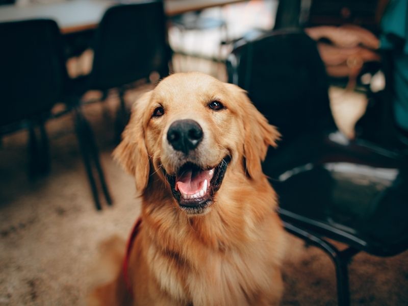 A golden retriever dog with its mouth open and tongue out, looking directly at the camera, with a blurred background of chairs.