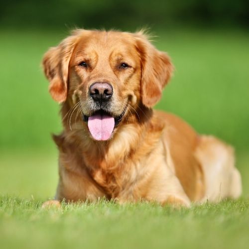 A golden retriever dog lies on a grassy field with its tongue out and looking at the camera.
