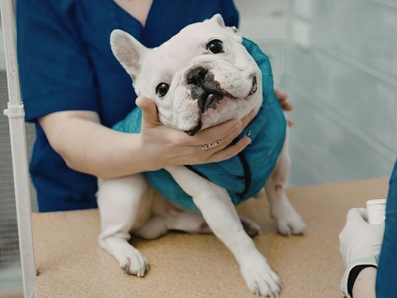 A white French bulldog wearing a blue jacket is held by a person in a blue uniform, sitting on a tan examination table.