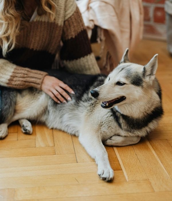 A person wearing a striped sweater and ripped jeans pets a husky lying on a wooden floor.