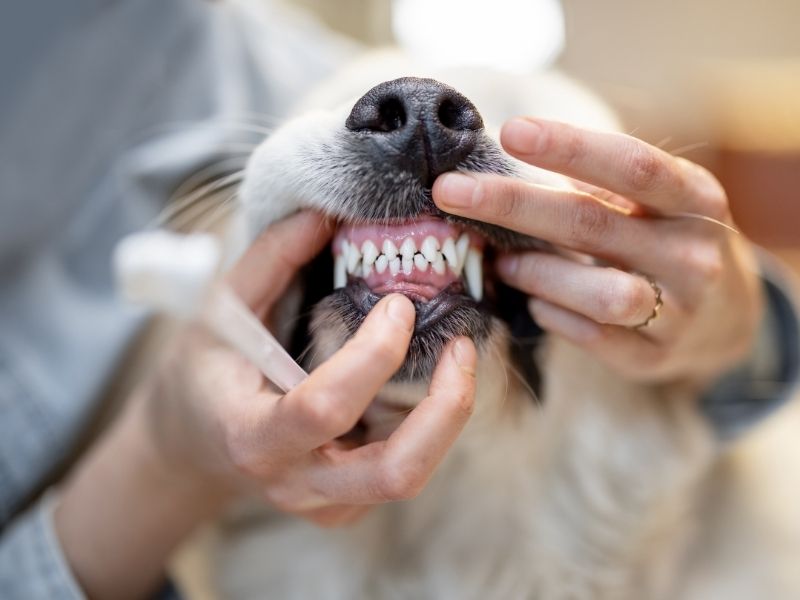 A close-up view of a person cleaning a dog's teeth with a toothbrush.