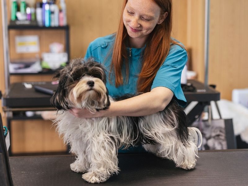 A groomer with red hair is holding a black and white shaggy dog on a grooming table. There is a grooming tool bag with scissors and combs on the left side of the table.