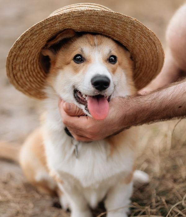 A corgi wearing a straw hat is being petted by a person.