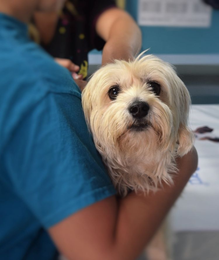A small, fluffy white dog is held by a person wearing a blue shirt. Another person is visible in the background.