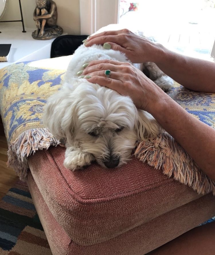 A person's hands gently petting a small white dog resting its head on a pink ottoman with a patterned throw blanket.