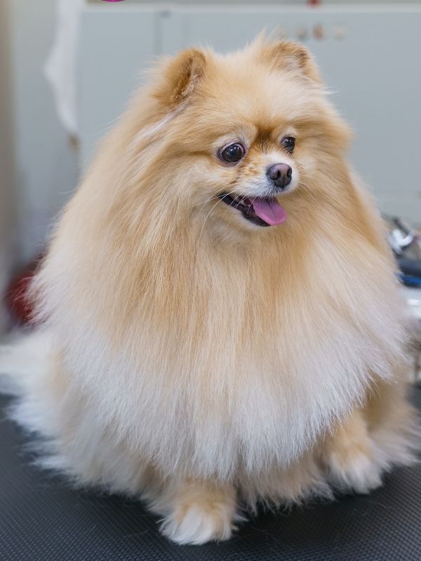 A fluffy Pomeranian dog sits on a grooming table with a pink leash hanging above it. The background shows grooming supplies.