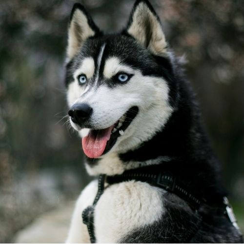 A close-up shot of a husky with striking blue eyes and black and white fur, wearing a harness.