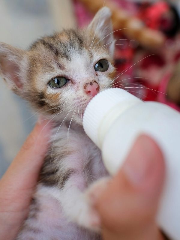 A hand holds a bottle feeding a very young kitten with tabby markings and green eyes.