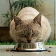A light-colored cat with its eyes closed is eating from a metallic bowl filled with cat food.