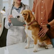 A beagle dog sits on a table in front of a veterinarian who is holding a clipboard.