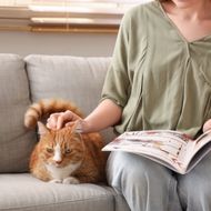 An orange and white cat is lying on a sofa while a person reads a magazine and pets the cat.