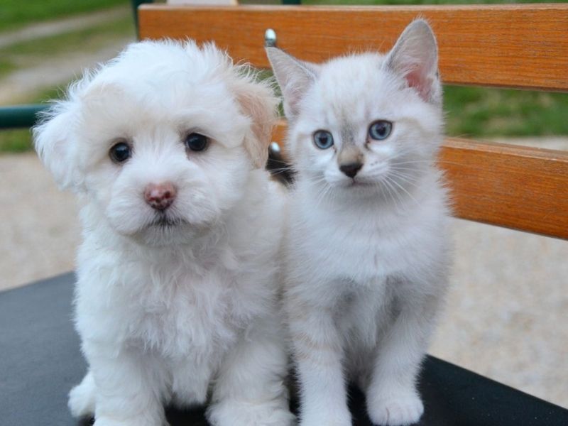 A fluffy white puppy and a light-colored kitten with blue eyes sit side-by-side on a black surface in front of a wooden bench.