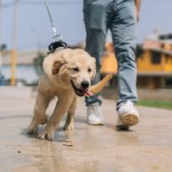 A golden retriever puppy walks on a leash beside a person's legs on a paved path outdoors.