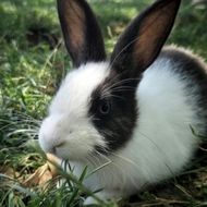 A black and white rabbit with long ears sits in green grass.
