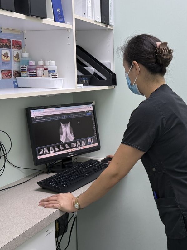 Shirley DVM Reviewing An Xray