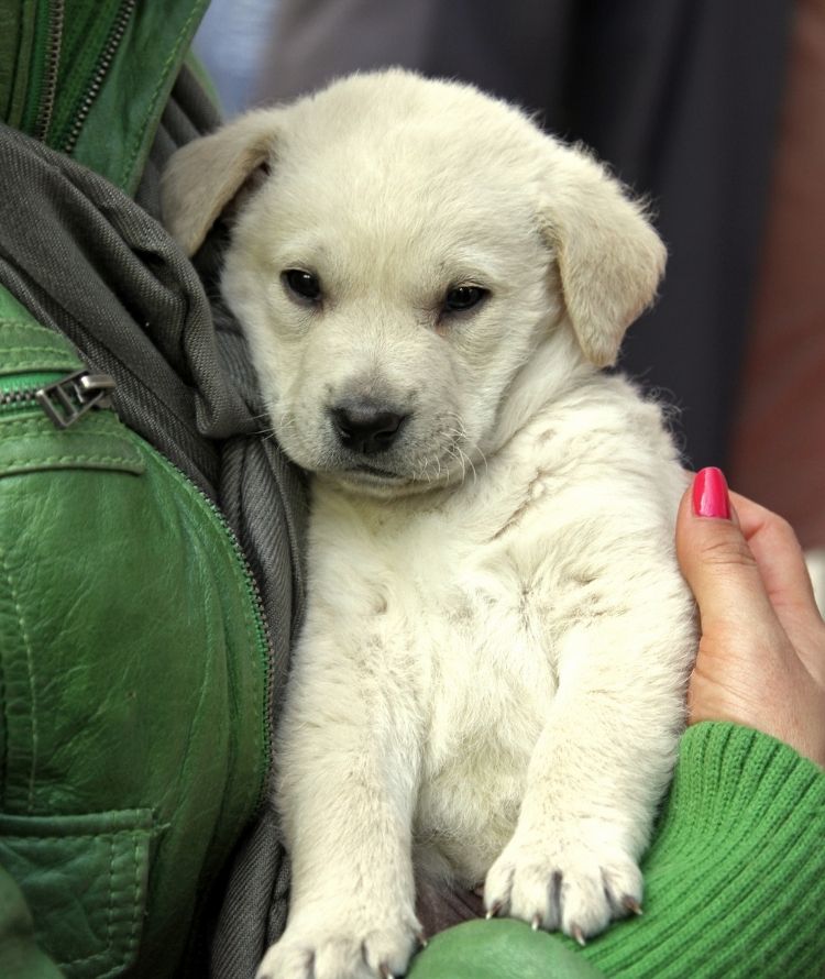 A light-colored puppy with floppy ears is held by a person wearing a green jacket and has bright pink fingernails.