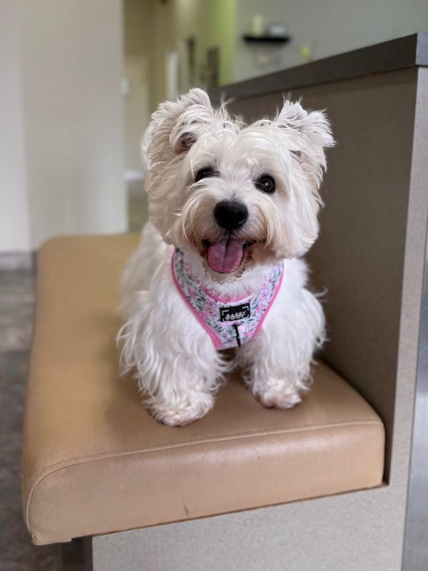 A small white dog with a fluffy coat sits on a beige chair in a bright office hallway, wearing a pink collar with a tag and looking toward the camera.