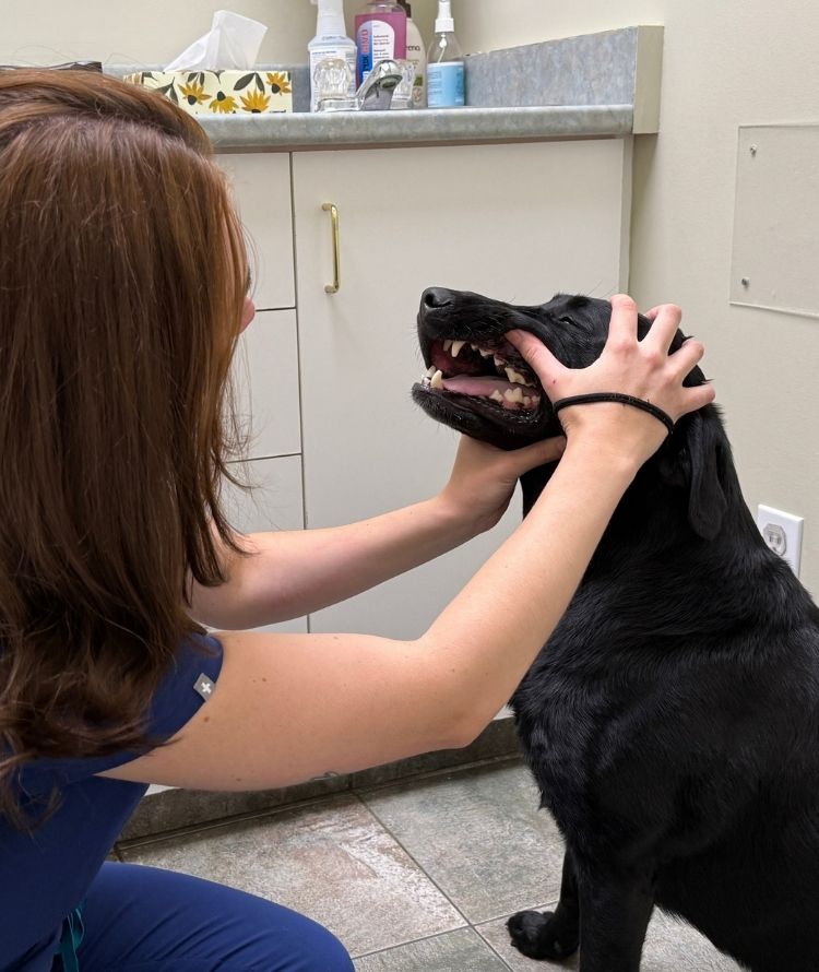 A person kneels indoors and gently holds a black dog, petting it while facing a grooming counter with shelves of bottles and supplies in the background.