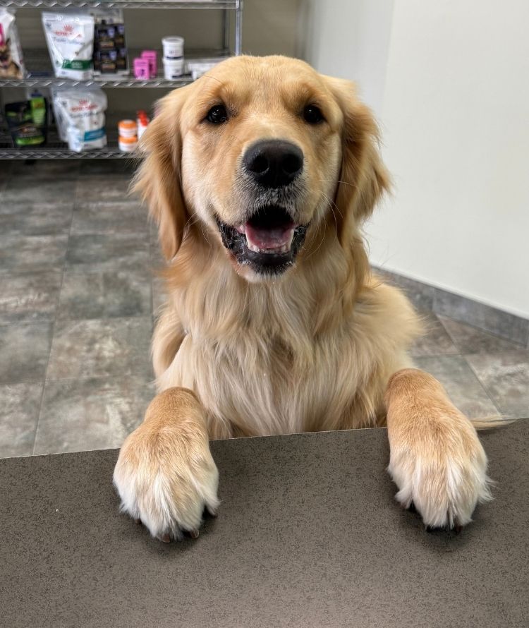 Golden retriever sitting on a gray floor facing the camera indoors, with shelves of pet supplies and treats in the background.