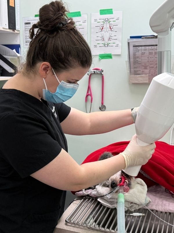 A technician in a black shirt and face mask adjusts a large medical instrument on a dog lying on a red blanket while monitors in the background display patient readings.