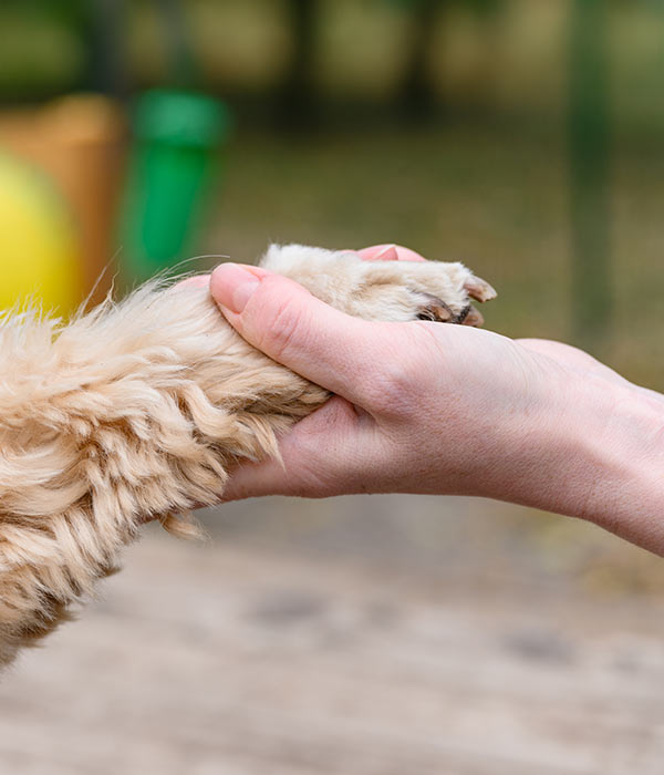 Closeup of a hand holding a dog's paw