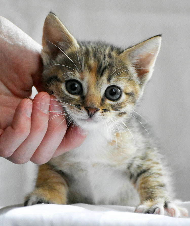 Closeup of someone petting a small kitten