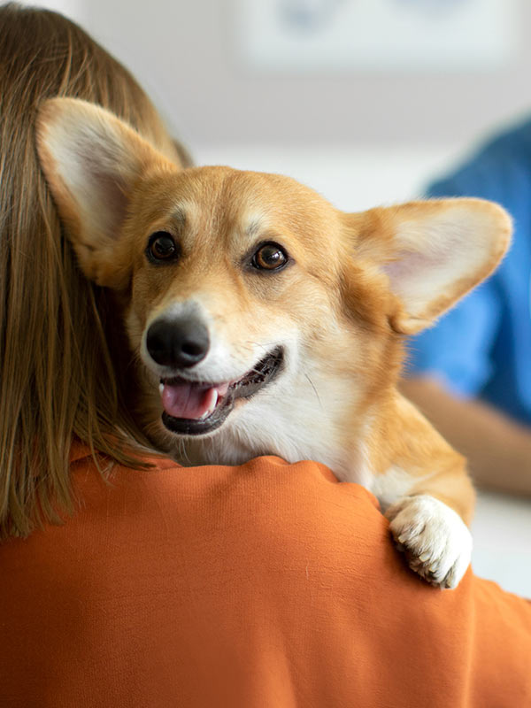 happy Corgi dog on woman's shoulder at the vet