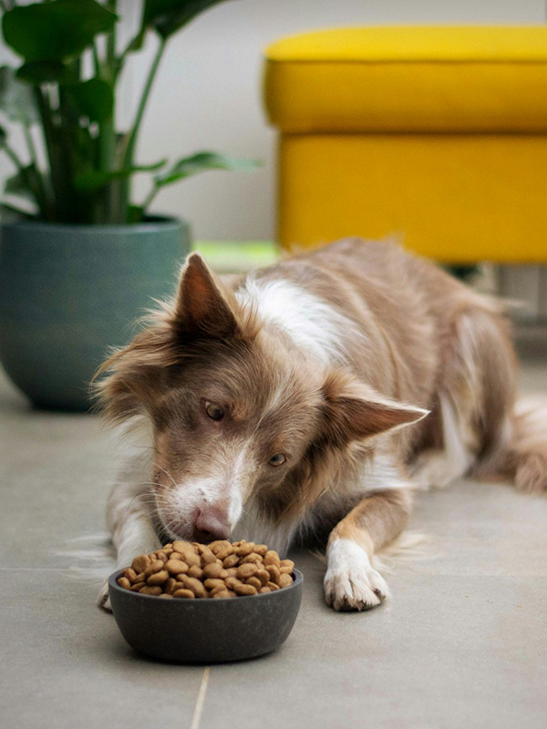 A brown and white Border Collie sniffs a bowl of kibble on a tile floor.