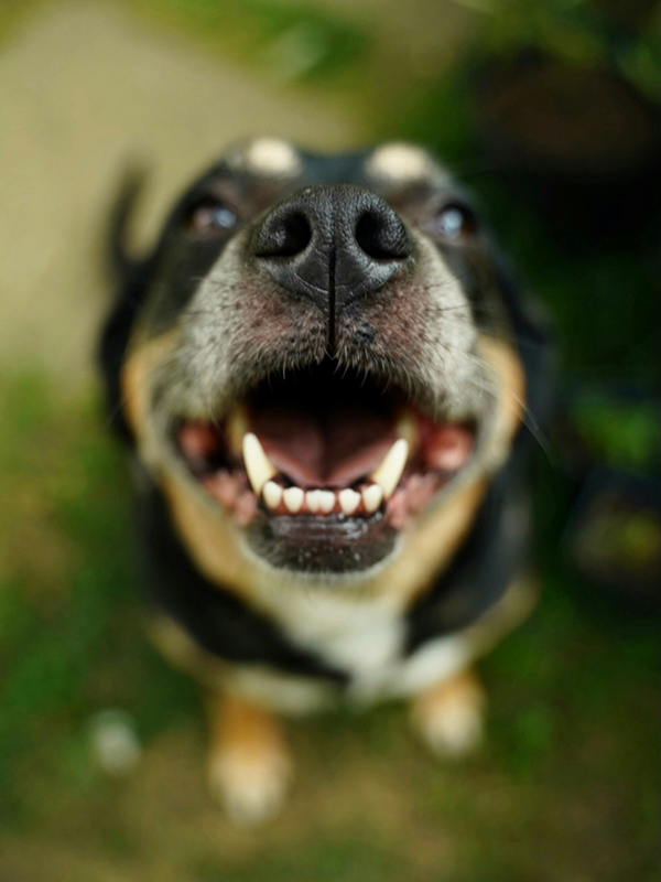 A close-up of a black and tan dog looking up at the camera with its mouth open, showing clean white teeth and pink gums.