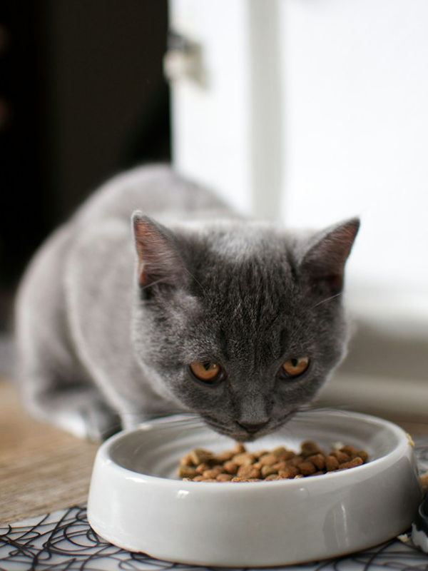 A grey kitten with amber eyes crouches over a white bowl of kibble and eats from it.
