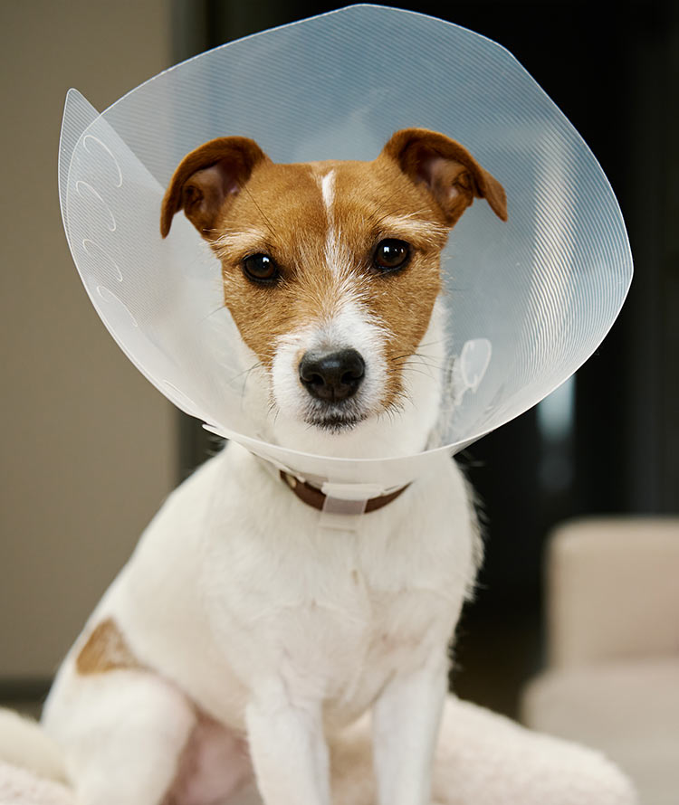 Jack Russell Terrier dog wearing a protective cone